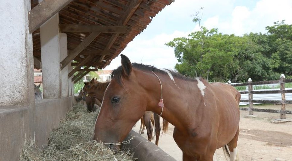 Mais de mil animais de grande porte foram aprendidos em Aracaju no último ano / Foto: Foto: PMA/Divulgação