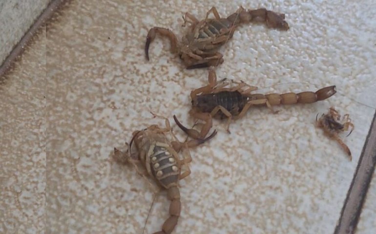 Homem joga escorpiões em atendentes de saúde no interior de SP