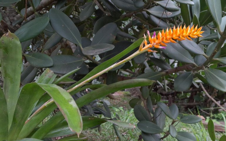 Espécie nova de bromélia floresce no Jardim Botânico do Rio