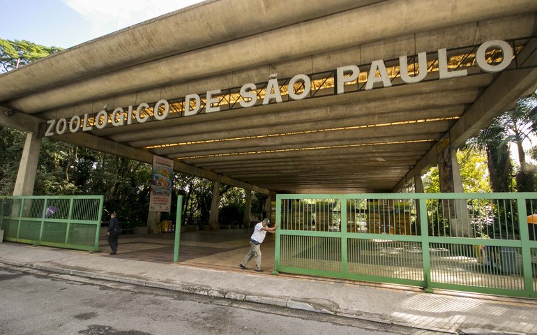 Zoológico de SP faz votação para escolha de nome de filhotes de leão