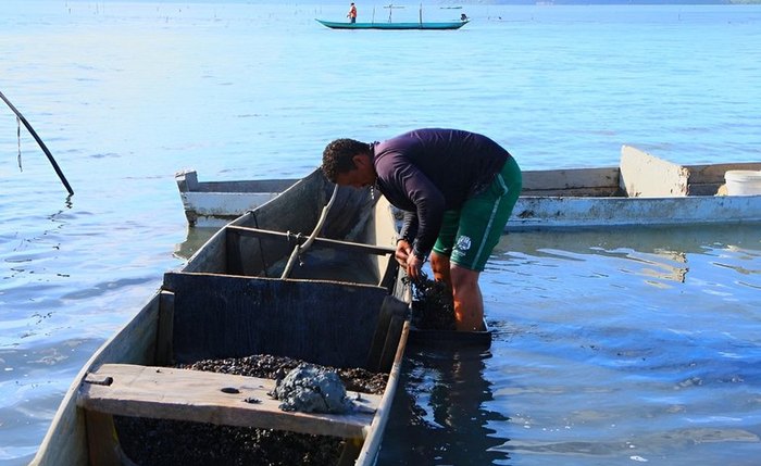 Predominância do sururu branco preocupa instituições, pescadores e marisqueiras