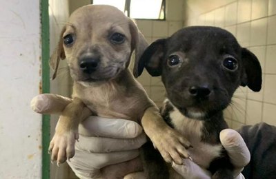 Cães e gatos vão estar na Rua Aberta neste domingo, em mais uma Feira de Adoção