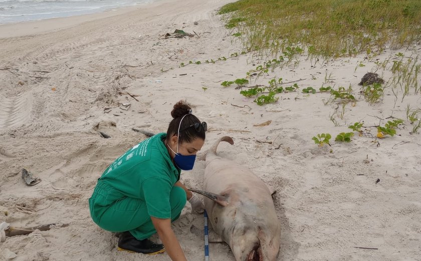 Especialistas do Instituto Biota encontram animais marinhos mortos em Alagoas