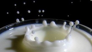 lactose