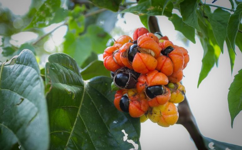 Lei reconhece Maués, no Amazonas, como Capital Nacional do Guaraná