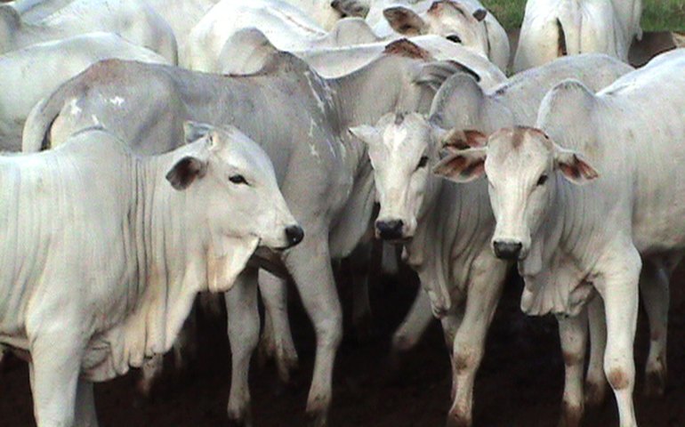 Preços do boi gordo e do bezerro seguem firmes em 2015