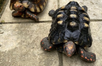 IMA alerta: descubra os cuidados necessários para criação de jabutis legalizados
