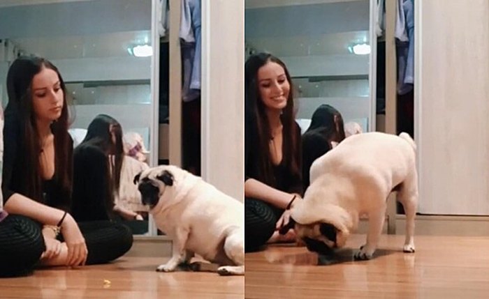 Cadelinha pug aprende libras para se comunicar com dona Cadelinha pug aprende libras para se comunicar com dona