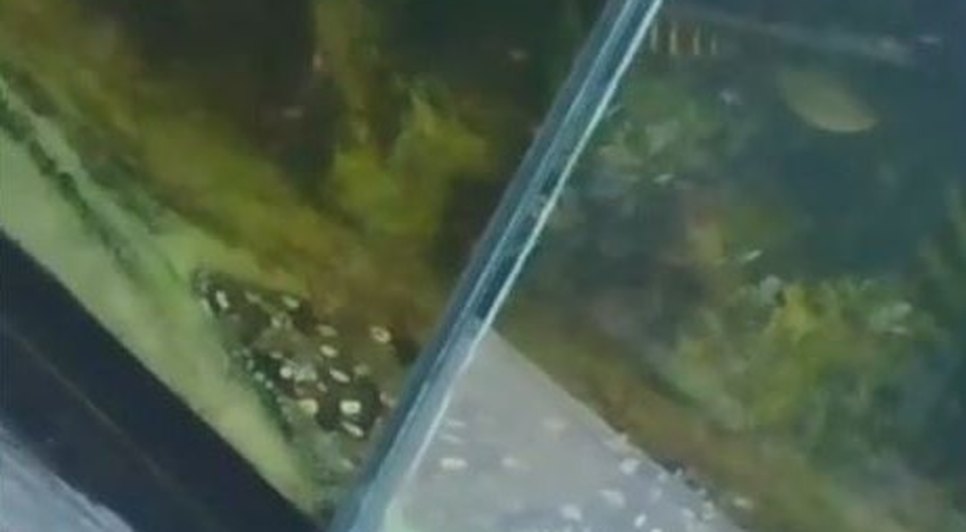 PEIXES / Foto: Foto: SSP