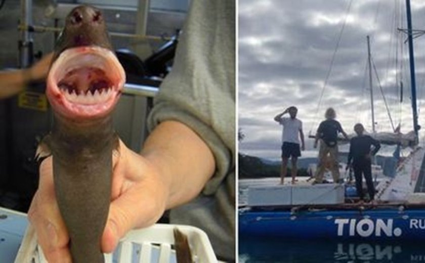 Catamarã inflável afunda após ser atacado por tubarões-charuto na Austrália