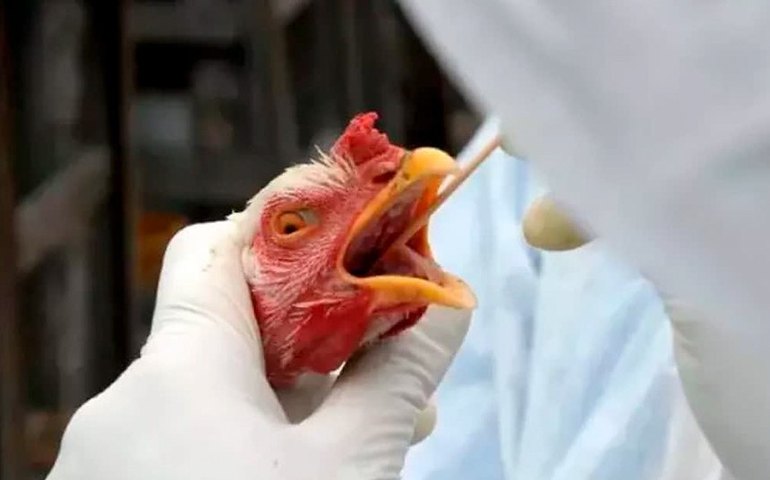 MP modifica marco regulatório para emergências fitossanitárias