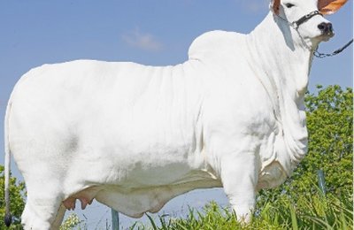 Leilão Casa Branca Top Class leva ao mercado as novas fêmeas Nelore premiadas e de alto potencial genético
