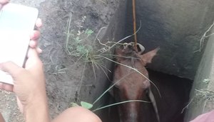 cavalo