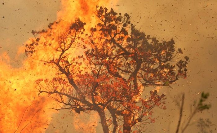 Chamas atingem árvore em trecho da floresta amazônica no Estado do Amazonas