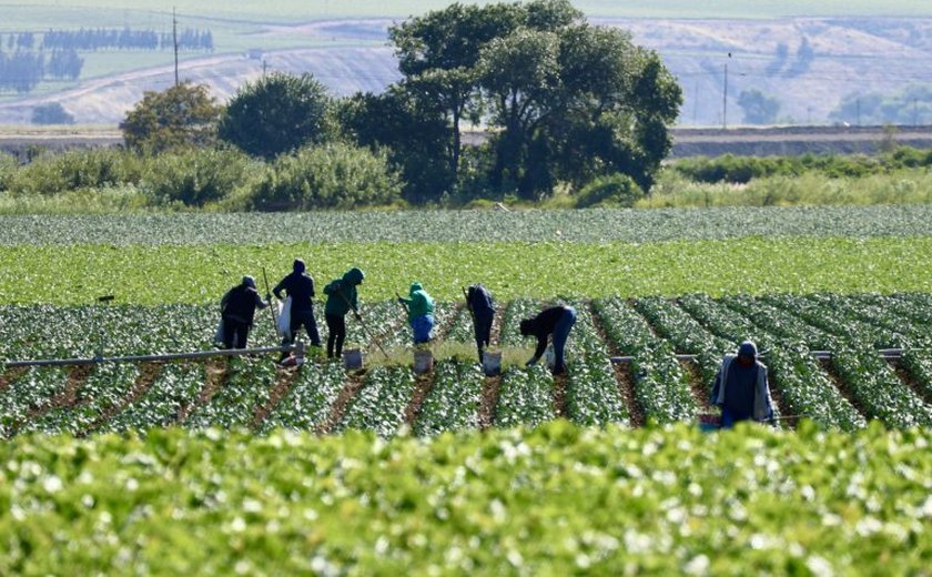 Comissão debate regras para contratação temporária de trabalhadores rurais