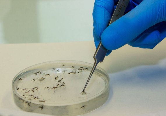 13 Estados relatam casos da febre oropouche
