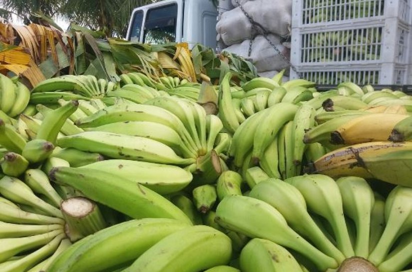 Agricultores familiares vendem produções em nova etapa do PAA