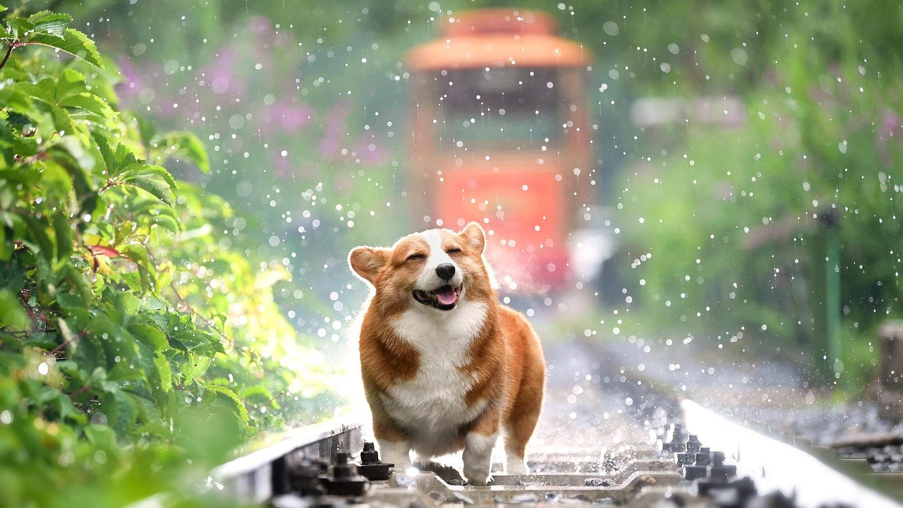 Cuidados com os pets para enfrentar as chuvas do verão