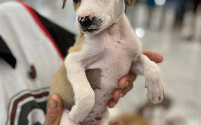 Memorial Fortaleza Pet promove ação de adoção responsável em parceria com abrigo São Lázaro
