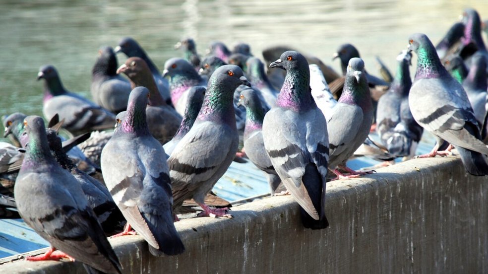 Pombos no condomínio? Saiba o que fazer