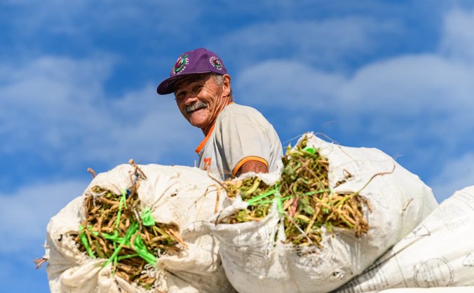 Programa desenvolvido pela Prefeitura de Coruripe fortalece a agricultura familiar e garante alimento na mesa de mais de 1.300 famílias do município