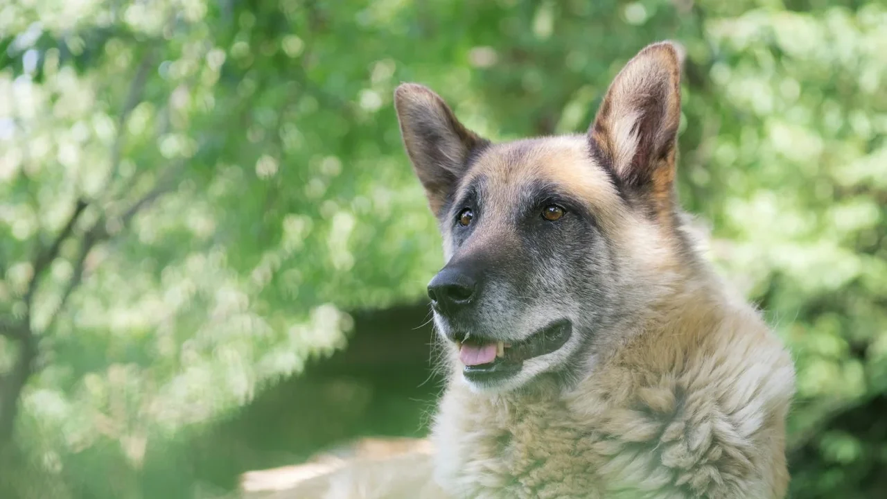 Envelhecimento canino exige novas práticas de cuidado