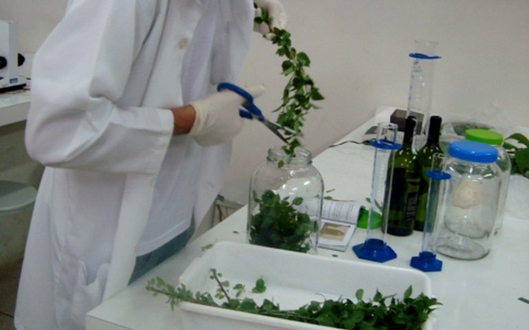 Ministério da Saúde volta destacar Farmácia Viva de Arapiraca