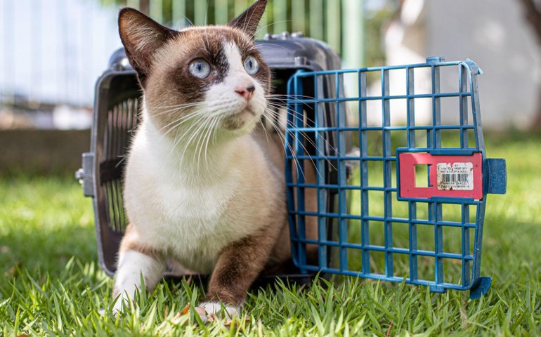 Feira de Adoção da Prefeitura leva pets adultos e filhotes para Rua Aberta neste domingo (14)