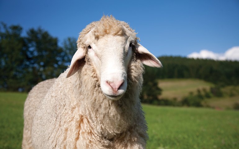 Um passageiro inusitado causa polêmica na Polônia