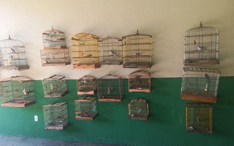 Polícia Militar resgata 36 aves silvestres mantidas em cativeiro ilegal