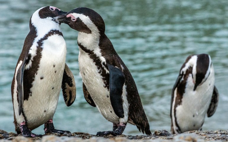 Pinguins ficam juntos 'até que a morte os separe', mas dão seus pulinhos para fora do ninho; entenda