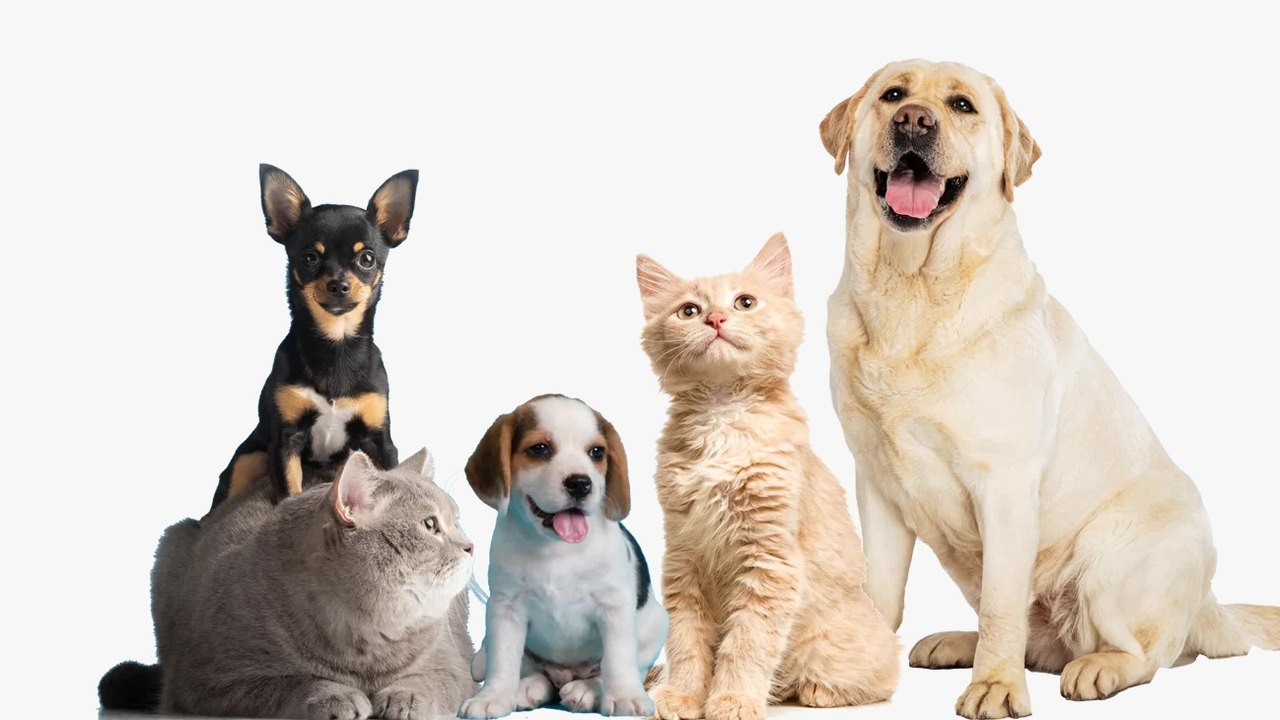 Pet Amigo atenderá o bairro Centro neste mês de julho