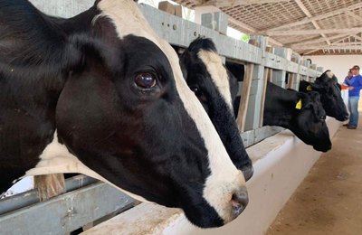 71ª Expoagro: Governo lança segunda etapa da campanha contra a febre aftosa