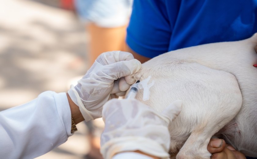 Maceió vacina quase 34 mil animais contra a raiva em segundo fim de semana da campanha