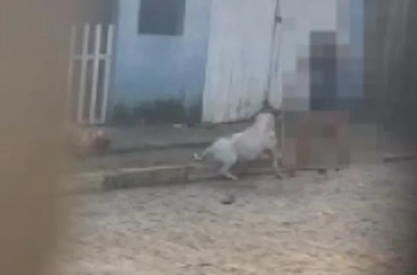 Pitbull ataca e mata cachorro em rua de Arapiraca, gerando revolta em moradora
