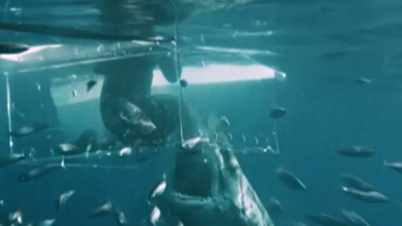 Turista britânico atacado por tubarão no Caribe foi salvo por amigos que 'lutaram' contra animal na água