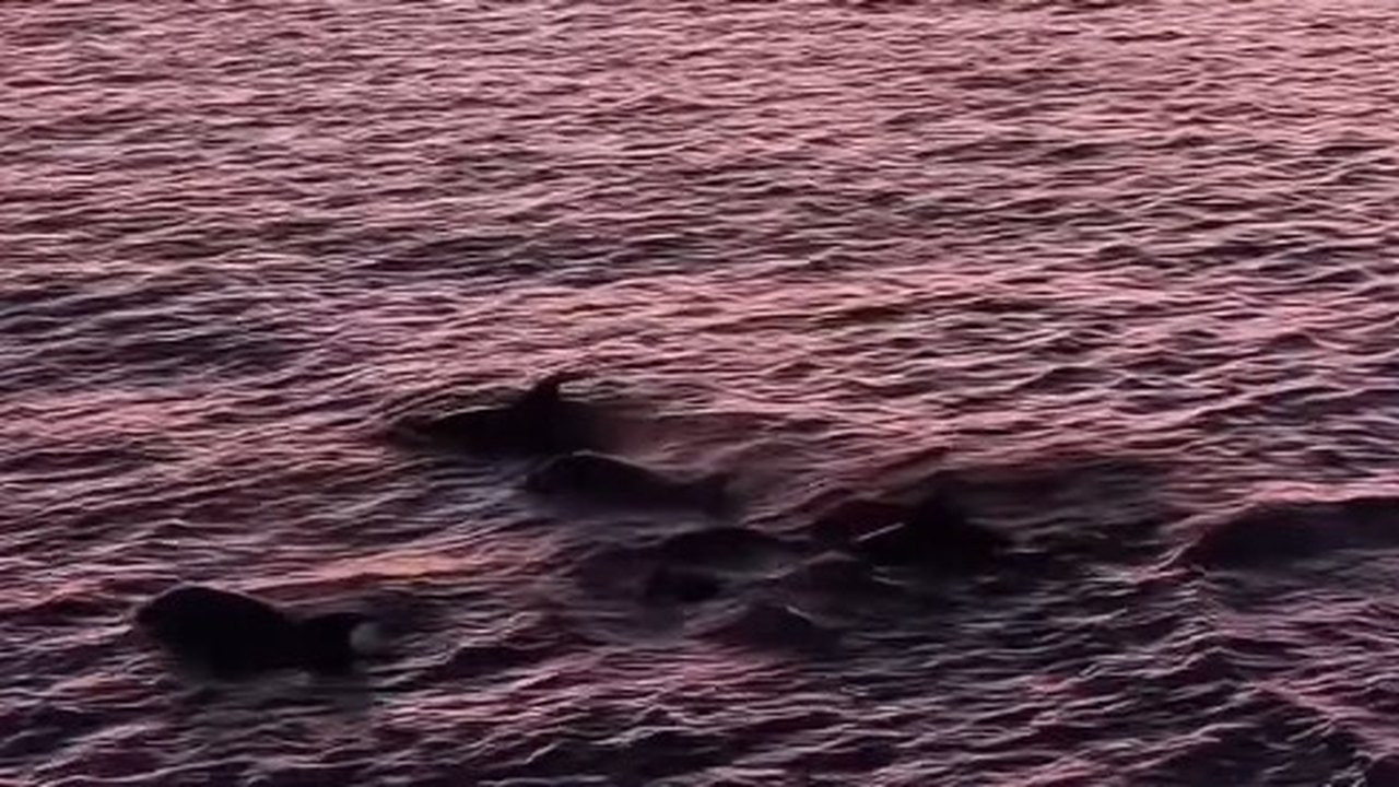 Golfinho raro de coloração rosada é avistado na costa de Omã