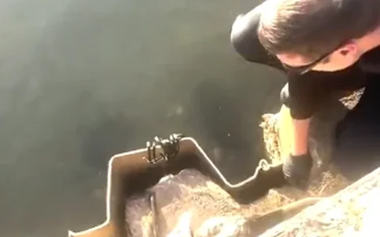 Gambá em perigo é resgatado pela polícia na Flórida