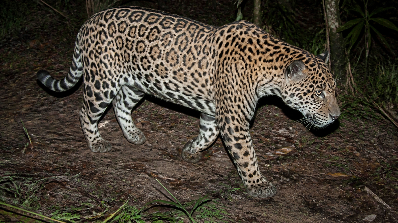 Nova onça-pintada é identificada no Parque Nacional do Iguaçu e ganha nome em guarani