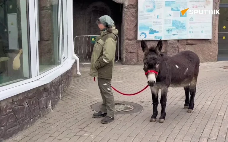 Interação curiosa: burro chama atenção de lontras no Zoológico de Moscou