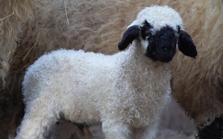 Chegou um novo morador fofo no Zoológico da Rússia