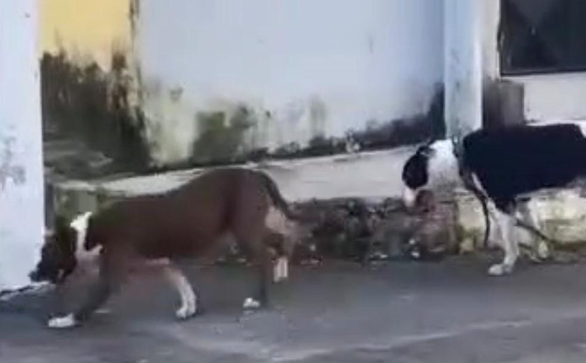 Moradores da Vila Saem denunciam ataques de pitbulls a animais no bairro do Pinheiro
