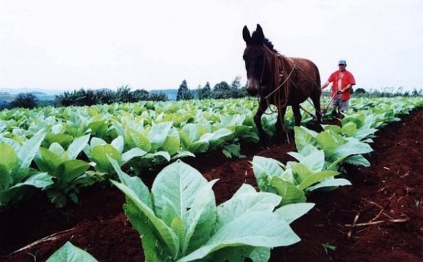 Missão técnica chinesa visita plantações de fumo em Alagoas