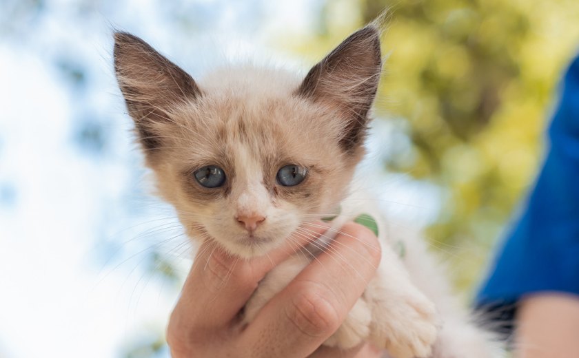 Cães e gatos estarão disponíveis para adoção responsável neste domingo (23)