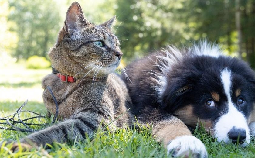 Pets resgatados: segundo voo de repatriação de Israel pousará com 212 passageiros, 3 cachorros e um gato