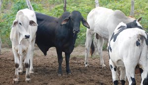Cerca de 13 cabeças de gado são encontradas em curral e abatedouro clandestino é desativado em Lagarto / Foto: Foto: SSP/Divulgação