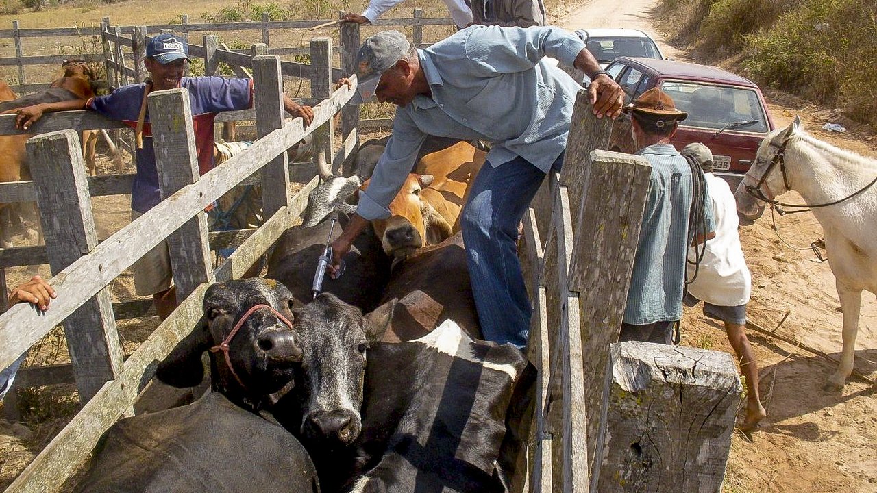 Limoeiro supera meta do Ministério da Agricultura com vacinação de 93,96% do rebanho contra a febre aftosa
