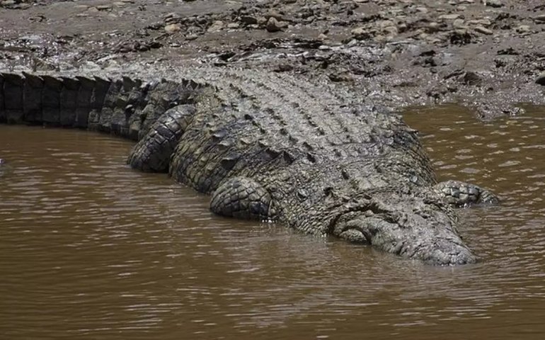 Cientistas acham nova espécie de crocodilo gigante