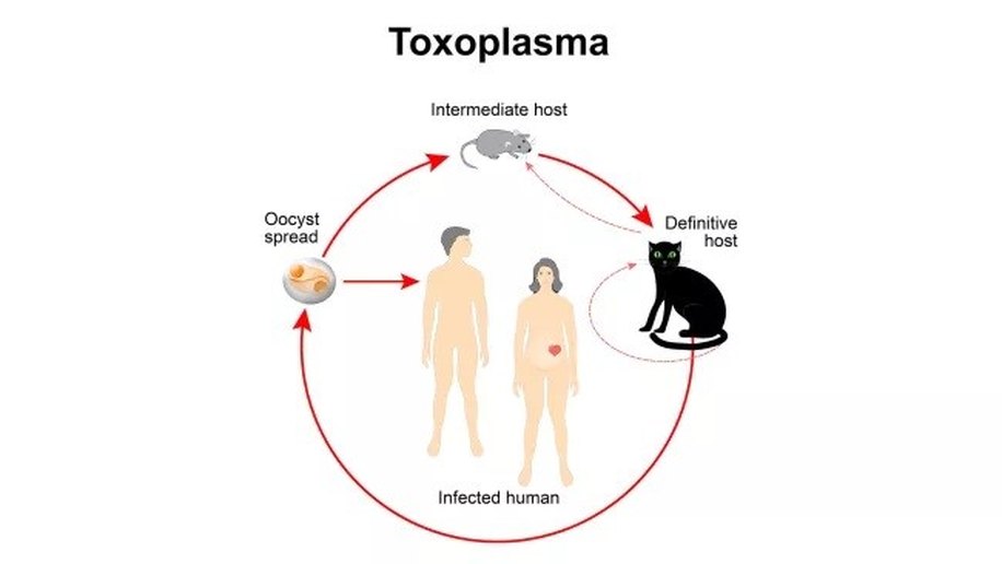 Parasita controlador de mentes pode nos tornar mais impulsivos