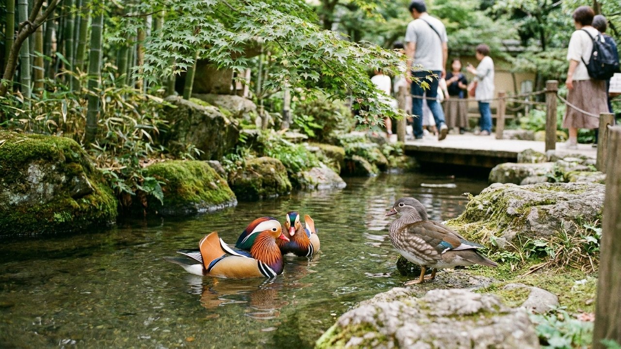 Patos mandarins fazem dupla para conquistar fêmeas em zoológico do Japão